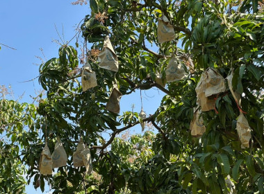 ผู้อำนวยการกลุ่มพัฒนาสหกรณ์การเกษตร 2 ลงพื้นที่ติดตาม ... พารามิเตอร์รูปภาพ 8